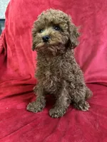 Milo, a male Poodle - Toy  for sale in Valencia, CA – 9 of 9