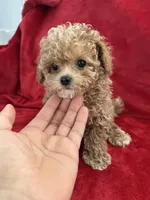 Valentino, a male Maltipoo for sale in Valencia, CA – 7 of 10
