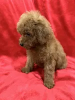 Gina, a female Poodle - Toy  for sale in Valencia, CA – 8 of 10