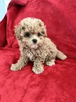 Valentino, a male Maltipoo for sale in Valencia, CA – 2 of 10