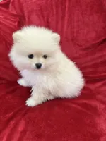 Benji, a male Pomeranian for sale in Valencia, CA – 2 of 10
