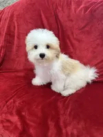 Mika, a female Maltipoo for sale in Valencia, CA – 5 of 10