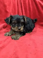 Alex, a male Yorkshire Terrier for sale in Valencia, CA – 9 of 9