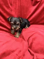 Paris, a female Yorkshire Terrier for sale in Valencia, CA – 3 of 10