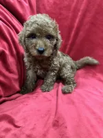 Maxi , a male Maltipoo for sale in Valencia, CA – 6 of 10