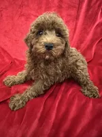 Theo, a male Poodle - Toy  for sale in Valencia, CA – 8 of 10