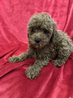 Theo, a male Poodle - Toy  for sale in Valencia, CA – 3 of 10