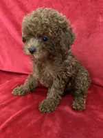 Cooper, a male Poodle - Toy  for sale in Valencia, CA – 6 of 10