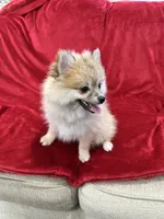 Bella, a female Pomeranian for sale in Valencia, CA – 2 of 10