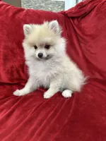Arnold, a male Pomeranian for sale in Valencia, CA – 3 of 10