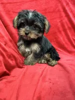 Polo, a male Yorkshire Terrier for sale in Valencia, CA – 2 of 10