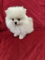 Channel , a female Pomeranian for sale in Valencia, CA – 7 of 10
