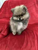 Coco, a male Pomeranian for sale in Valencia, CA – 8 of 10