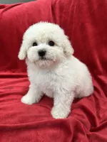 Lucy, a female Maltipoo for sale in Valencia, CA – 7 of 10