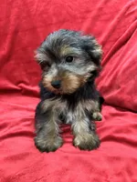 Milo, a male Yorkshire Terrier for sale in Valencia, CA – 3 of 10