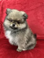 Coco, a male Pomeranian for sale in Valencia, CA – 3 of 10