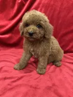 Ruby, a female Poodle - Toy  for sale in Valencia, CA – 10 of 10
