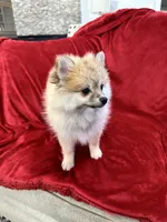 Bella, a female Pomeranian for sale in Valencia, CA – 9 of 10