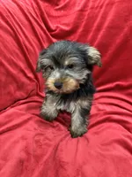 Milo, a male Yorkshire Terrier for sale in Valencia, CA – 7 of 10