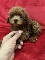 Cooper, a male Poodle - Toy  for sale in Valencia, CA – 2 of 10