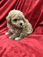 Lucky, a male Maltipoo for sale in Valencia, CA – Photo 9 of 10