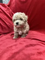 Lucky, a male Maltipoo for sale in Valencia, CA – Photo 1 of 10
