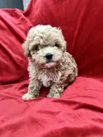 Lucky, a male Maltipoo for sale in Valencia, CA – Photo 8 of 10