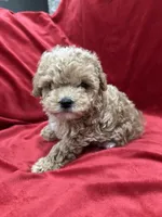 Lucky, a male Maltipoo for sale in Valencia, CA – Photo 2 of 10