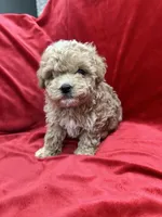 Lucky, a male Maltipoo for sale in Valencia, CA – Photo 6 of 10