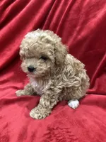 Lucky, a male Maltipoo for sale in Valencia, CA – Photo 5 of 10
