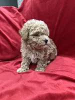 Lucky, a male Maltipoo for sale in Valencia, CA – Photo 3 of 10
