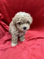 Lucky, a male Maltipoo for sale in Valencia, CA – Photo 4 of 10