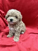 Lucky, a male Maltipoo for sale in Valencia, CA – Photo 7 of 10