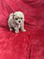 Cooper , a male Maltipoo for sale in Valencia, CA – 4 of 10
