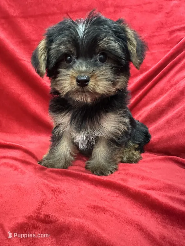 Polo – Yorkshire Terrier puppy for sale in Valencia, CA