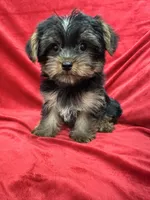 Polo, a male Yorkshire Terrier for sale in Valencia, CA – 1 of 10