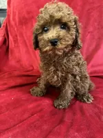 Milo, a male Poodle - Toy  for sale in Valencia, CA – 5 of 9