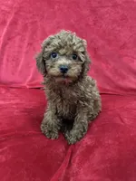 Polo, a male Poodle - Toy  for sale in Valencia, CA – 6 of 10
