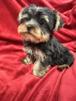 Mila, a female Yorkshire Terrier for sale in Valencia, CA – 3 of 9