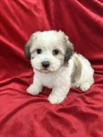 Fiona, a female Shihpoo for sale in Valencia, CA – 4 of 10