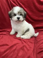 Oliver, a male Shihpoo for sale in Valencia, CA – 10 of 10