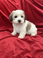 Fiona, a female Shihpoo for sale in Valencia, CA – 3 of 10