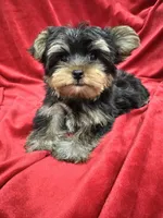 Theo, a male Yorkshire Terrier for sale in Valencia, CA – 1 of 10