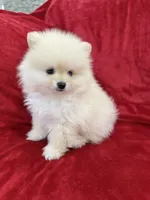 Benji, a male Pomeranian for sale in Valencia, CA – 9 of 10