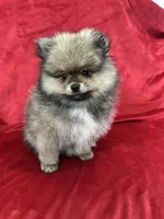 Coco, a male Pomeranian for sale in Valencia, CA – 7 of 10
