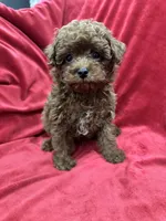 Little Cooper, a male Poodle - Toy  for sale in Valencia, CA – 8 of 10