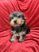 Milo, a male Yorkshire Terrier for sale in Valencia, CA – 8 of 10