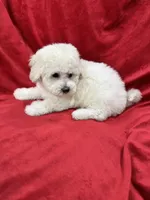 Luna, a female Maltipoo for sale in Valencia, CA – 6 of 10