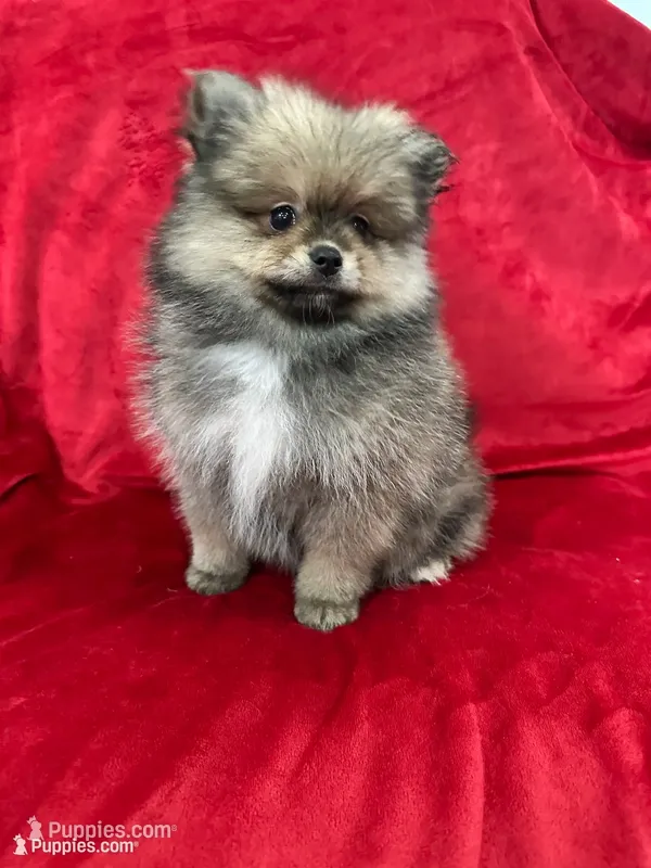 Coco – Pomeranian puppy for sale in Valencia, CA