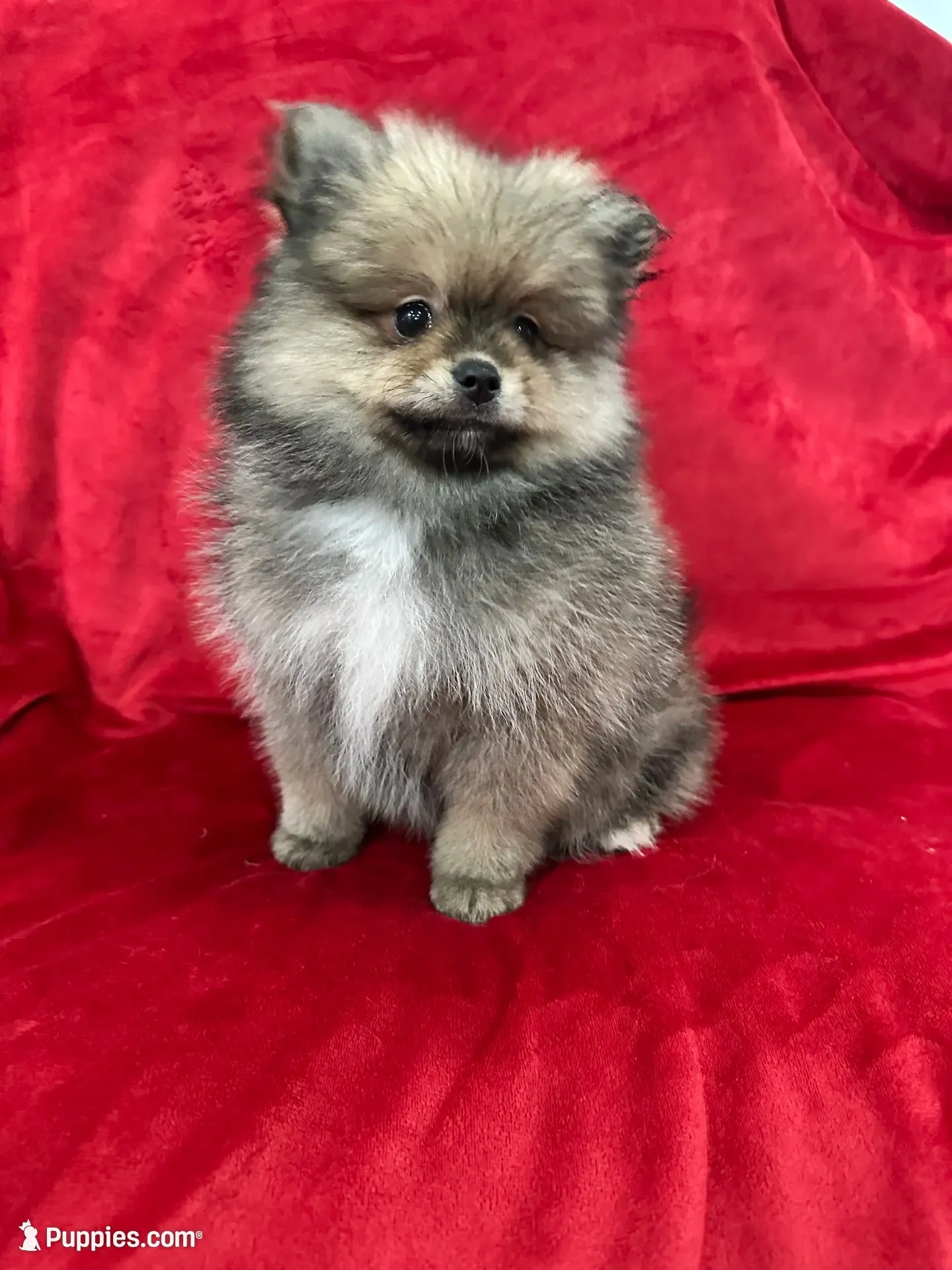 Coco, a male Pomeranian for sale in Valencia, CA – 1 of 10